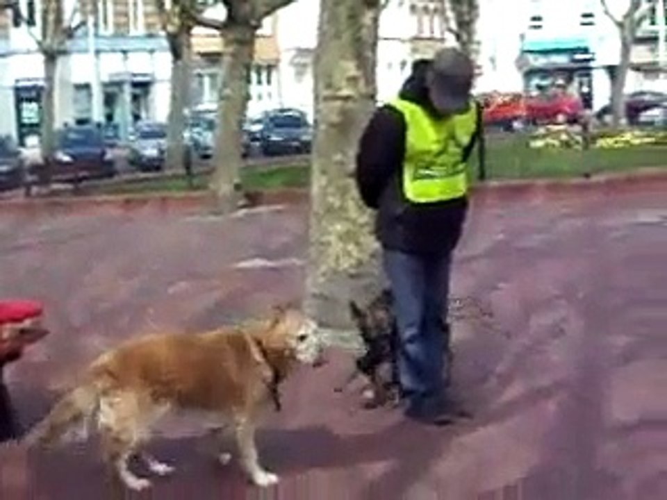 Echo Vom Haus Barkley berger allemand 4 mois Education,socialisation,obeissance en milieu urbain