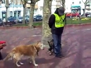 Echo Vom Haus Barkley berger allemand 4 mois Education,socialisation,obeissance en milieu urbain