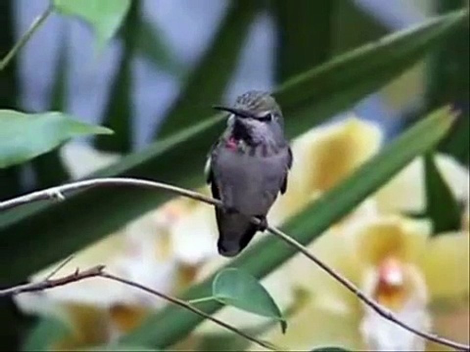 Jon and Vangelis - Bird Song