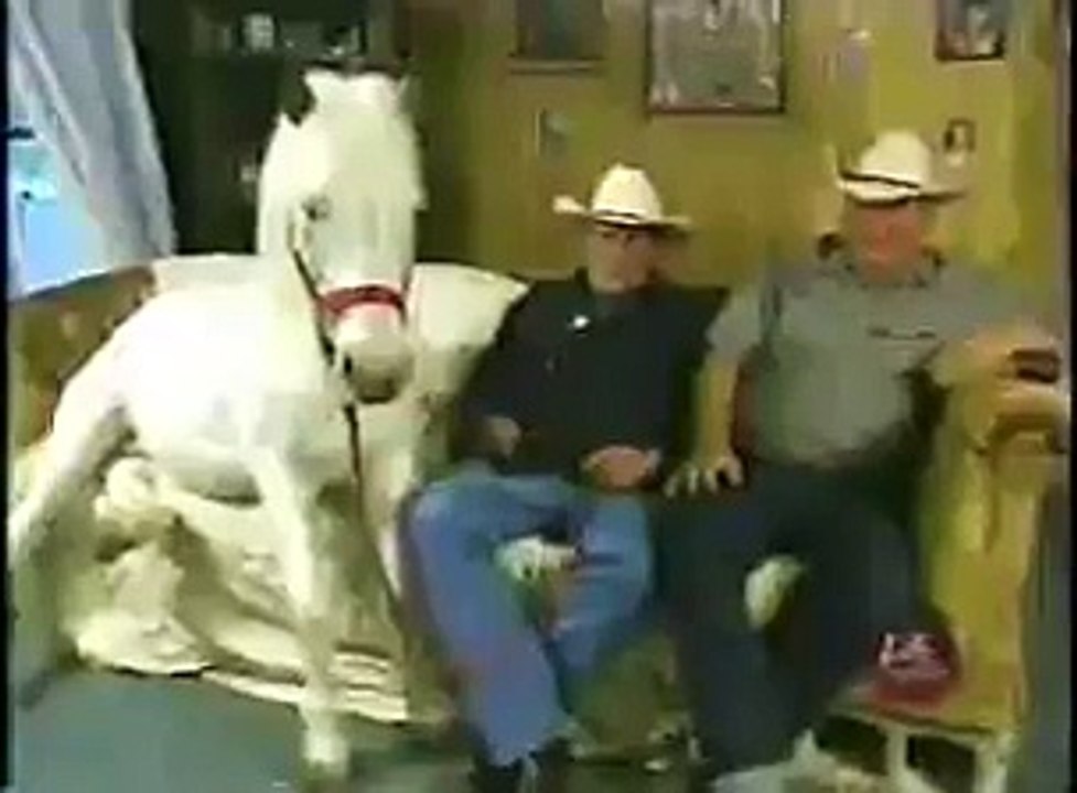 funny horse video