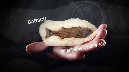 Fossilien beweisen die Schöpfung