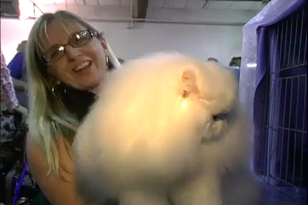 San Diego Cat Fanciers CFA Cat Show January 23-34, 2010