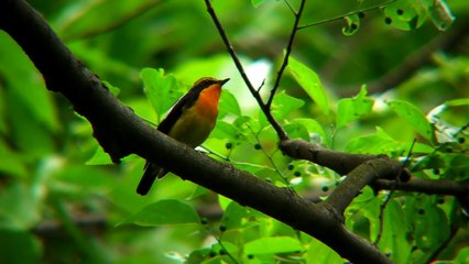 野鳥　キビタキ　さえずり　TSN-884 TSN-VA1 Xacti DMX-HD1010