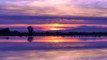 Tundra Swans and Geese at Sunset in Chico's Flooded Fields