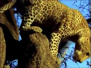 VITA DA LEOPARDI.  Documentario National Geographic.