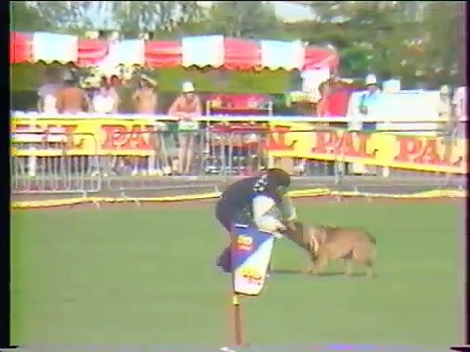 Vicco Du Calvaire Aux Acacias -[Malinois]- Primo Orlandini - Finale Ring 1986