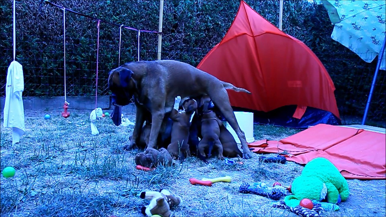 Les mini Steppois à 42 jours, 2015-07-14 (IOWA du RANCH de la RIVIERE ESPERANCE X GIOTTO du DOLON / Portée des "L" 2015)