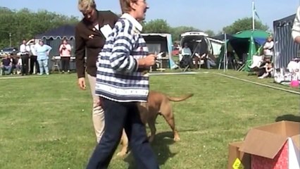 Danish Bullmastiff Winner Show 2005