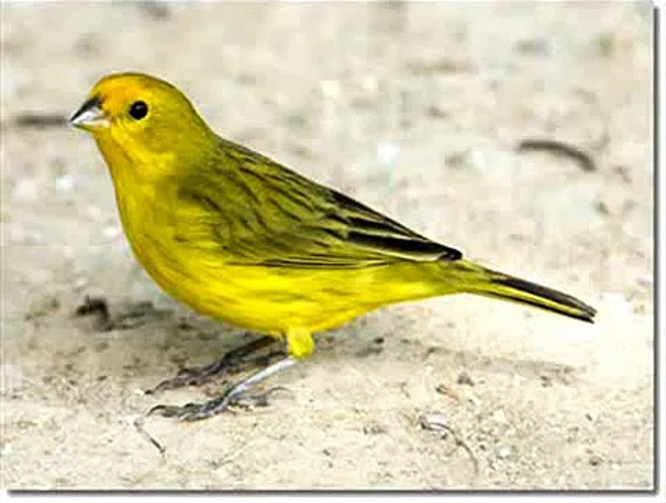 Canario Cantando