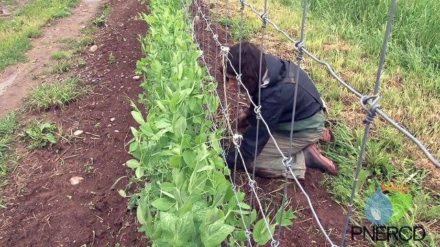 The Why and How of Certified Organic Farming