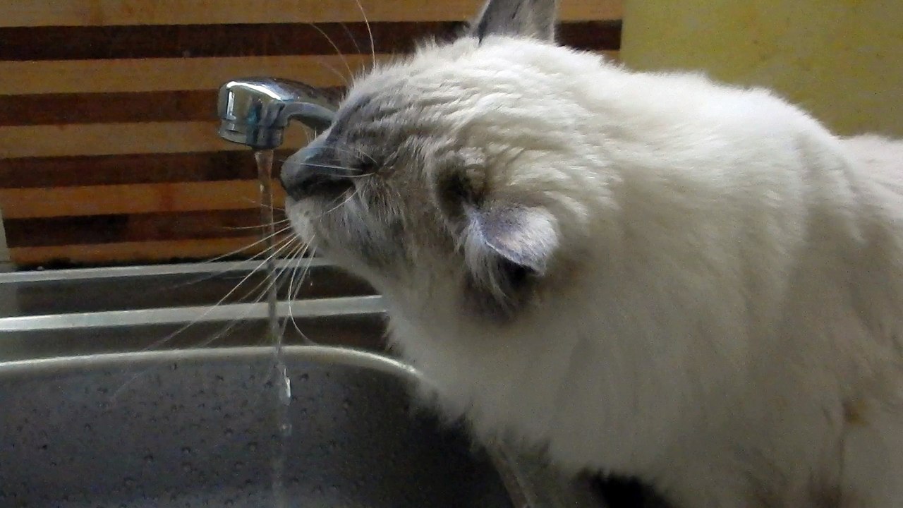 JOE, ragdoll boit au robinet