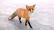 Hand Feeding A Fox While Ice Fishing   Video