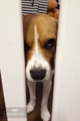 おしゃべりビーグル