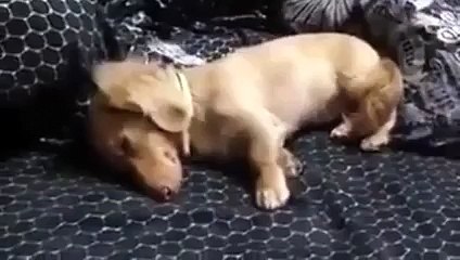 Funny Videos Scratching Dog in Sleep 2015