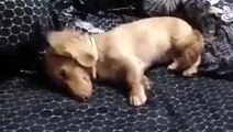 Funny Videos Scratching Dog in Sleep 2015