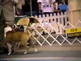 American Staffordshire Terrier -Best of Breed judging Tampa, Florida July 1997- Show 2