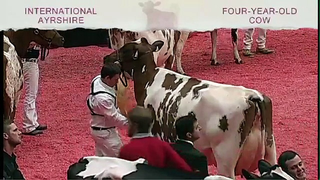 International Ayrshire Show - Four-Year-Old Cow