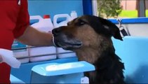 Aussie Pooch How to clean a dogs ears 2.wmv