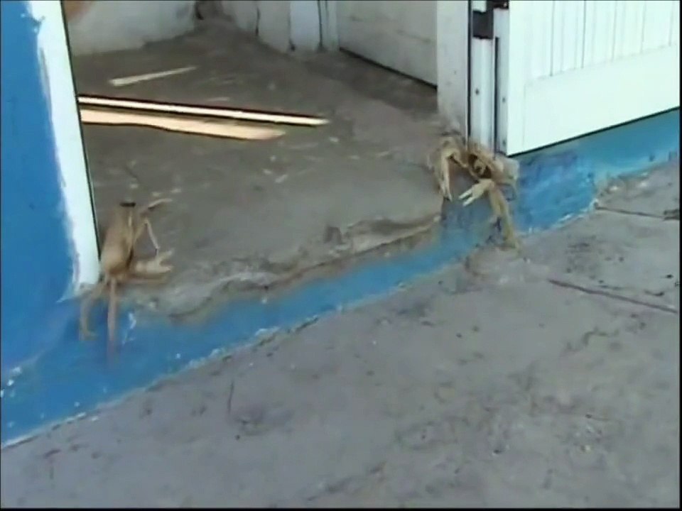 Cangrejos de Cárdenas, Cuba