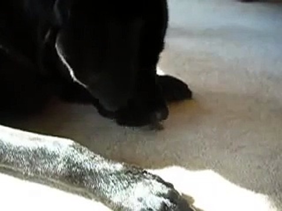 dog dry heave
