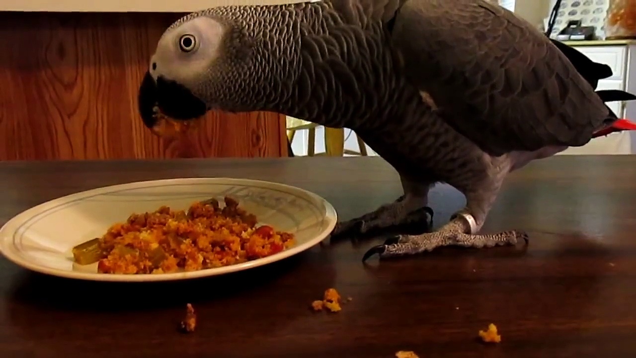 Zaz eating Chili and Cornbread CAG Congo African Grey Parrot