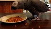 Zaz eating Chili and Cornbread CAG Congo African Grey Parrot
