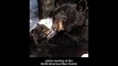 February 8, 2010 - Lily the Black Bear and her cub sightings