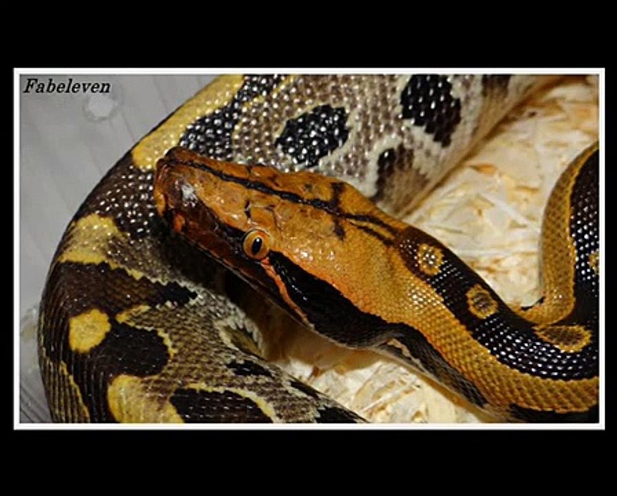 La Question De La Semaine #1 : Quel est ton serpent préféré ?