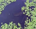 Koi Fish Pond,Kolam Koi Yogyakarta