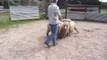 Australian Kelpie Vivi Training to Herd Sheep