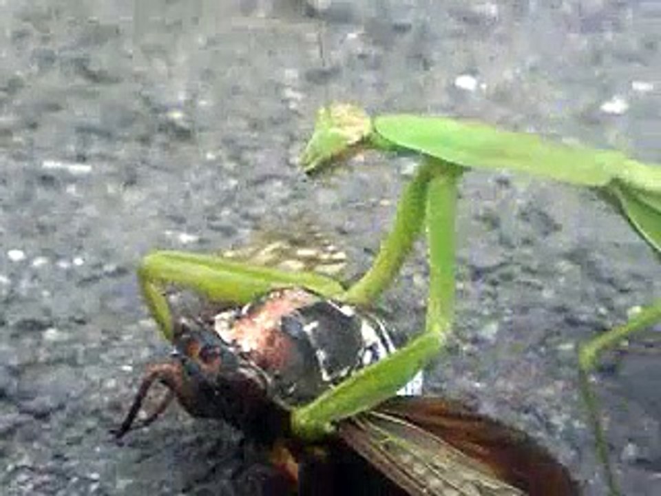 セミ対カマキリ＆救世主！？