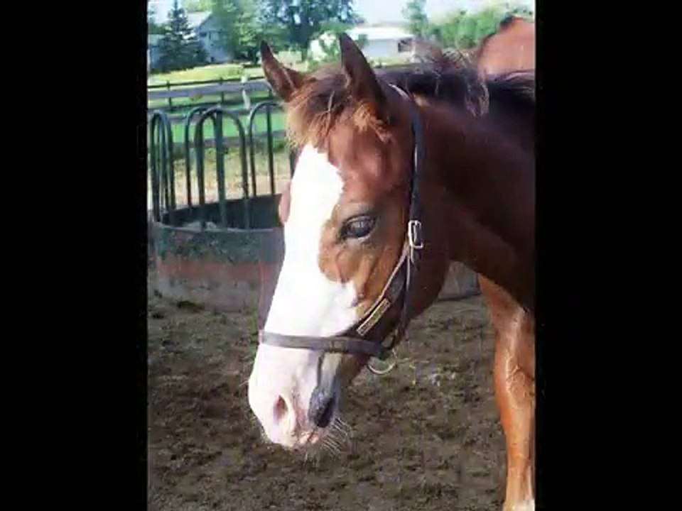 2010 Bay All Time Fancy Colt