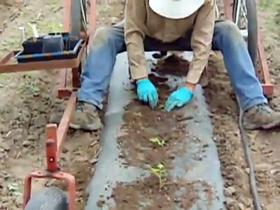 Planting Tomatoes