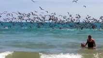 Swarm of Birds Dive into Water | Mine, MINE