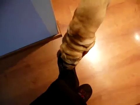 Hogan perro Shar-pei jugando 3