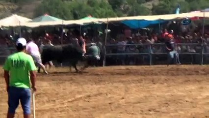 Boğanın intikamı acı oldu