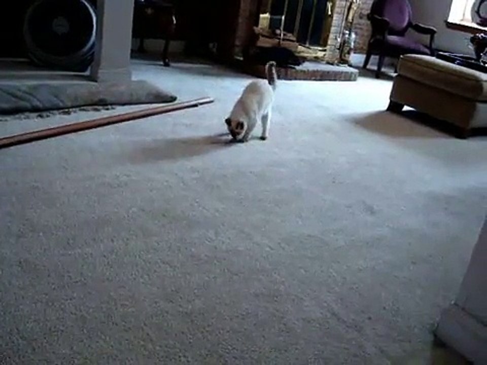 Siamese cat name Charlie my beloved roommate