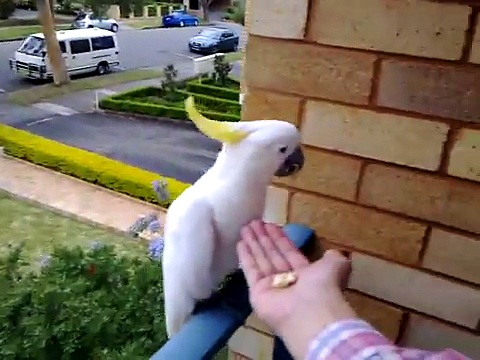 cute white parrot