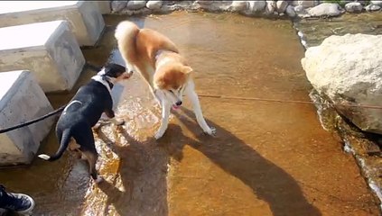 Azumi fait trempette