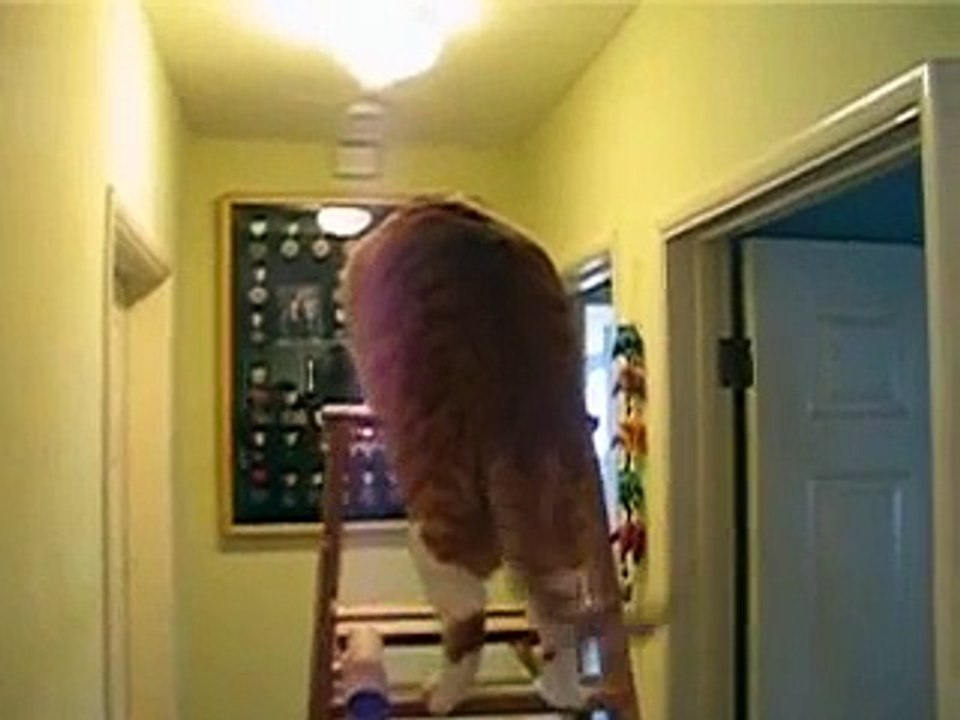 Fat cat climbing a ladder