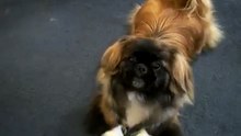 Pekingese Barking/Growling For Her Toy!
