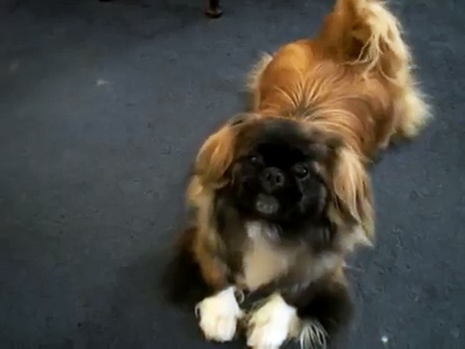 Pekingese Barking/Growling For Her Toy!