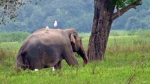 Eléphants sauvages au Sri-Lanka
