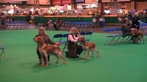 Crufts 2011 Bracco Italiano - Best of Breed Judging