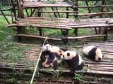 Panda feeding time at the Sichuan Province Panda Sanctuary