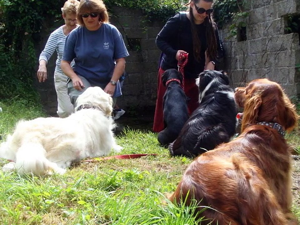 Sortie éducation canine du 19/07/2015