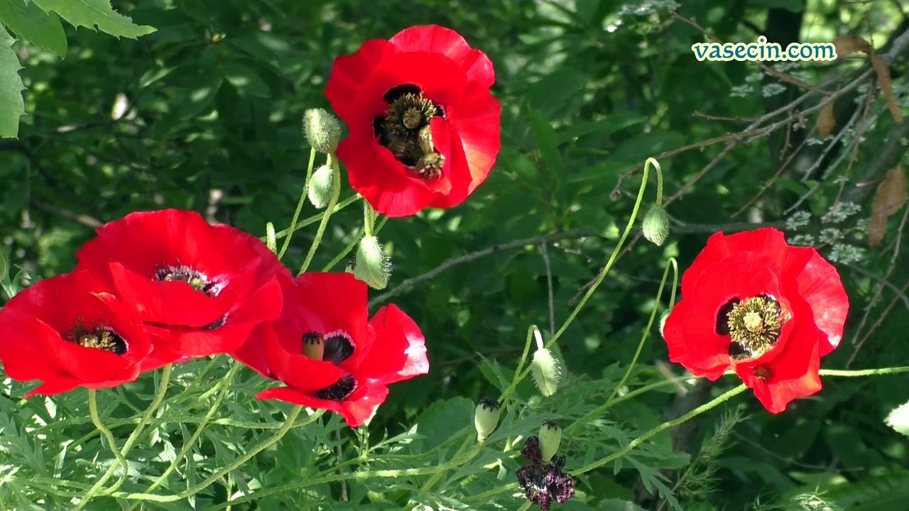 MUNZUR KAYA ( ZEREMI )