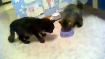 Cat Won't Share His Food Dish