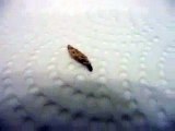 Case Bearing Moth Larva