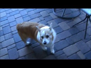 The Premier Sitter for Summerlin-Las Vegas with Duke is Back!!!